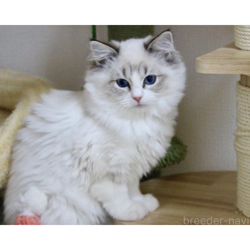 販売中の山梨県のラグドール-131653の6枚目