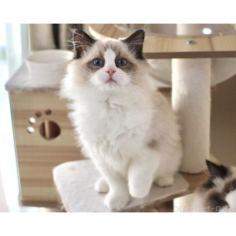 成約済の山梨県のラグドール-131707の3枚目