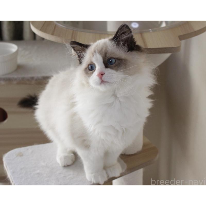 成約済の山梨県のラグドール-131707の2枚目