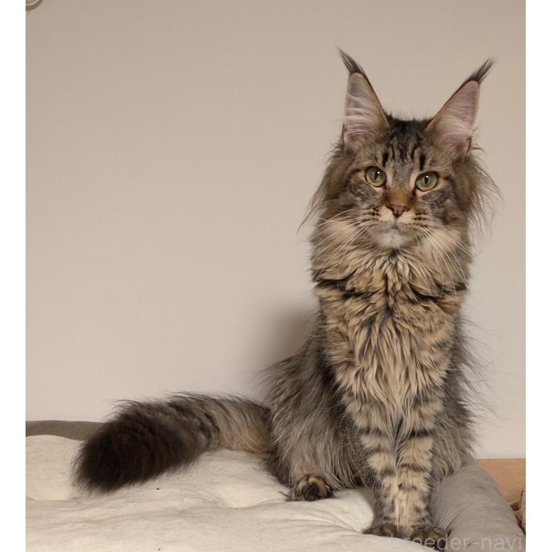 販売中の埼玉県のメインクーン-118999の3枚目