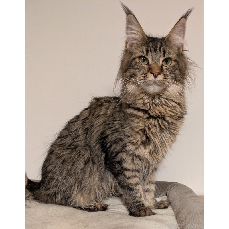 販売中の埼玉県のメインクーン-118999の2枚目