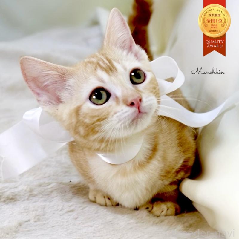 販売中の栃木県のマンチカン(短足)-132976