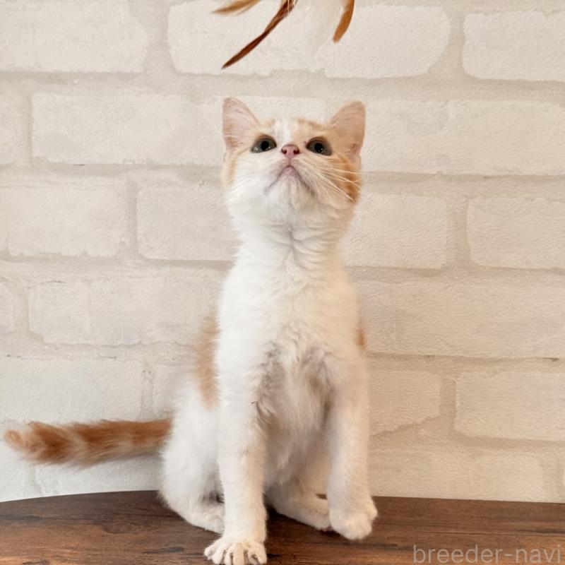 販売中の大阪府のマンチカン-136825の8枚目