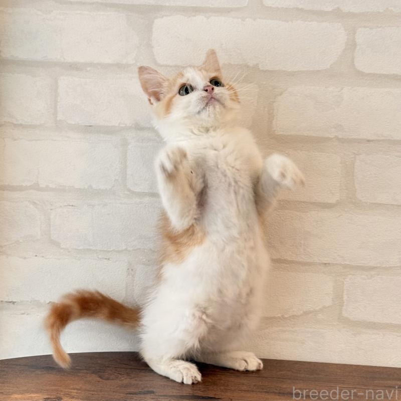 販売中の大阪府のマンチカン-136825の7枚目