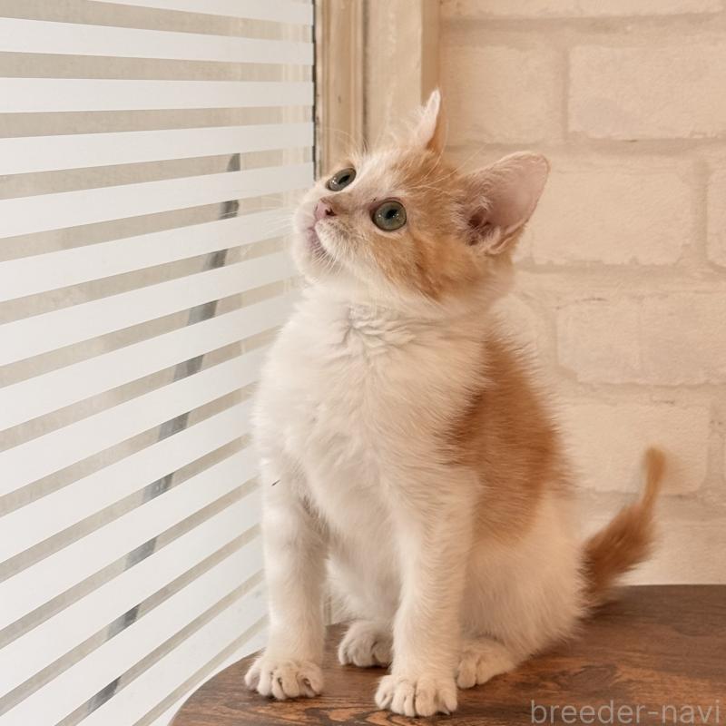 販売中の大阪府のマンチカン-136825の6枚目