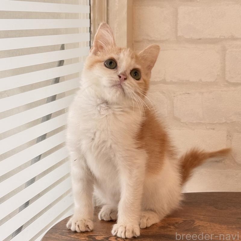 販売中の大阪府のマンチカン-136825の5枚目