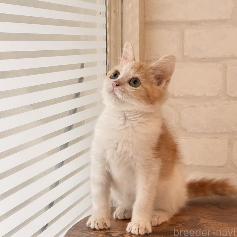 販売中の大阪府のマンチカン-136825の1枚目