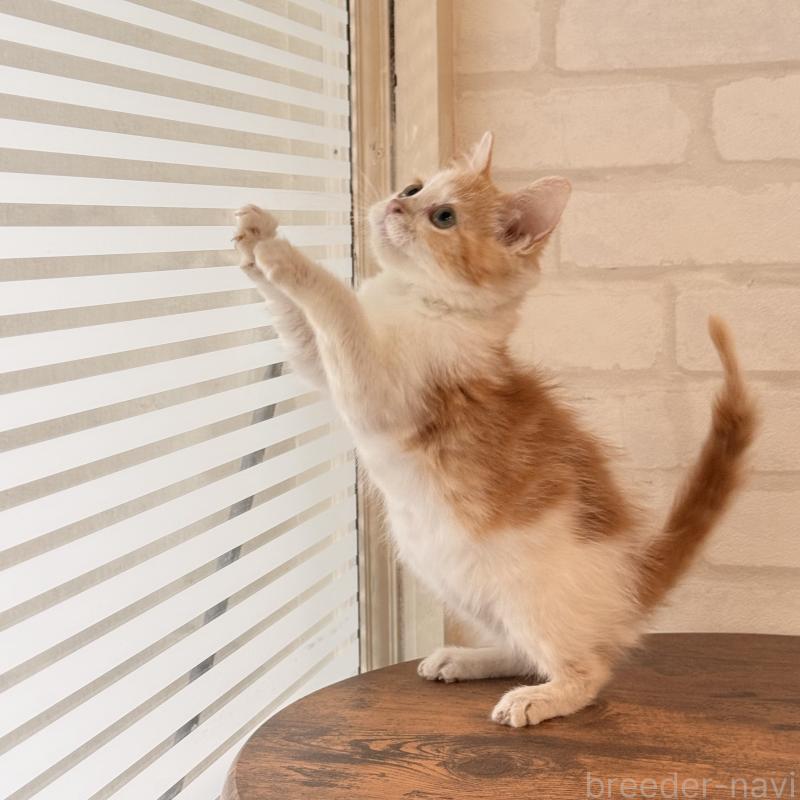 販売中の大阪府のマンチカン-136825の4枚目