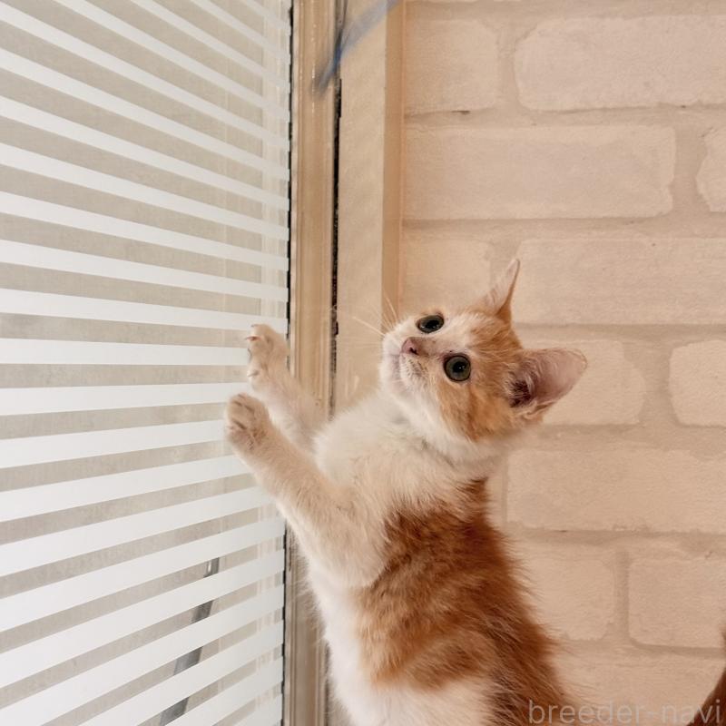 販売中の大阪府のマンチカン-136825の3枚目