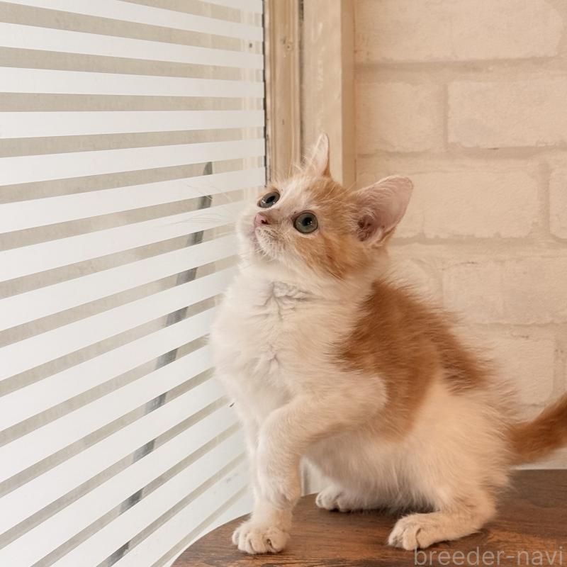 販売中の大阪府のマンチカン-136825の2枚目