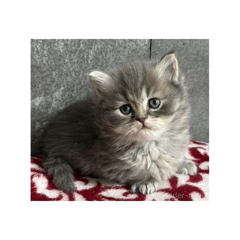 成約済の福岡県のミヌエット(短足)-136167の3枚目