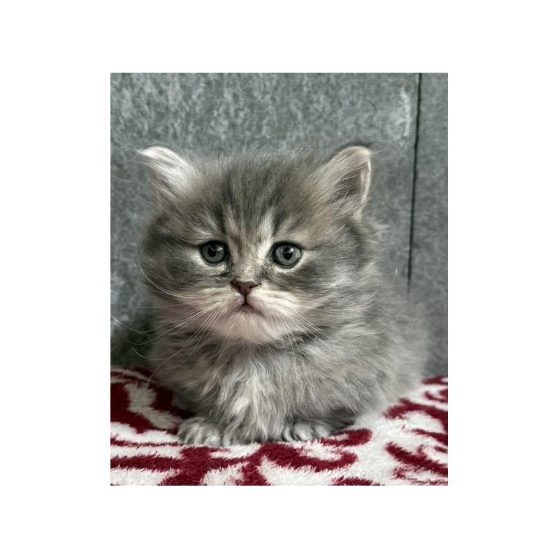 成約済の福岡県のミヌエット(短足)-136167の2枚目