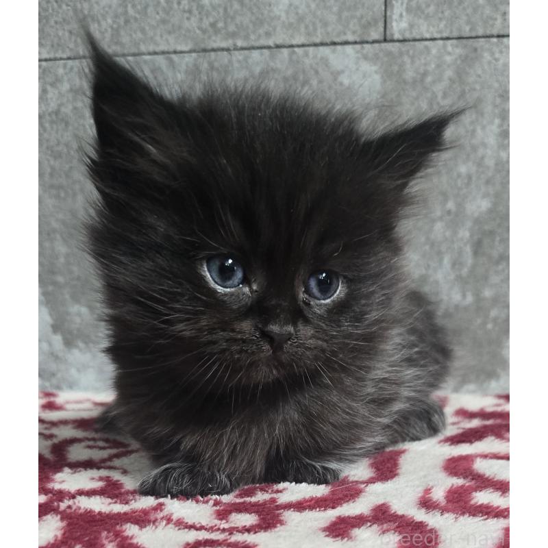 成約済の福岡県のミヌエット(短足)-136163の2枚目