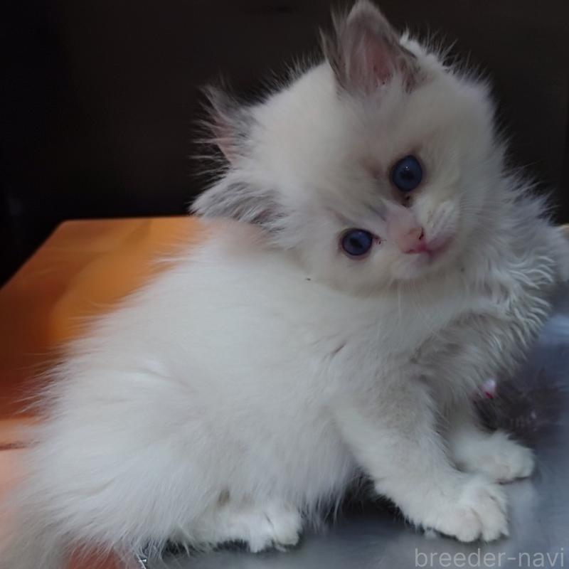 販売中の兵庫県のラグドール-135277