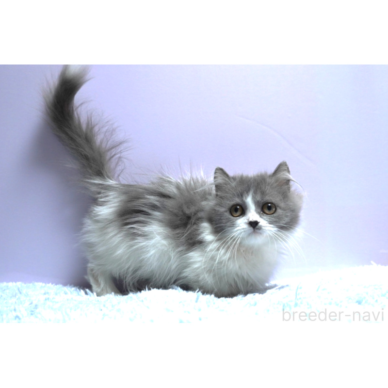 販売中の群馬県のミヌエット(短足)-129752