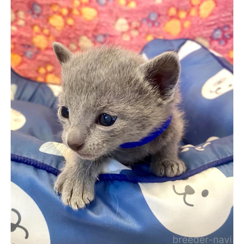 販売中の東京都のロシアンブルー-136803の1枚目