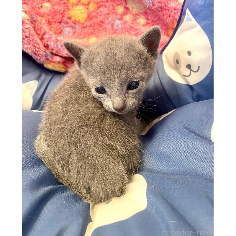 販売中の東京都のロシアンブルー-136803の13枚目