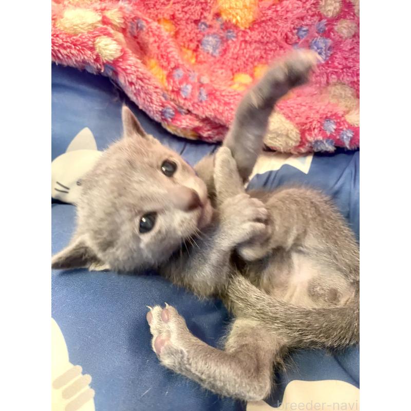 販売中の東京都のロシアンブルー-136803の12枚目