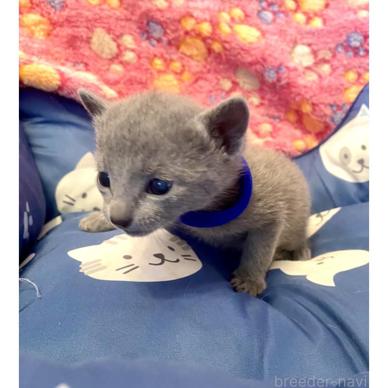 販売中の東京都のロシアンブルー-136803の11枚目