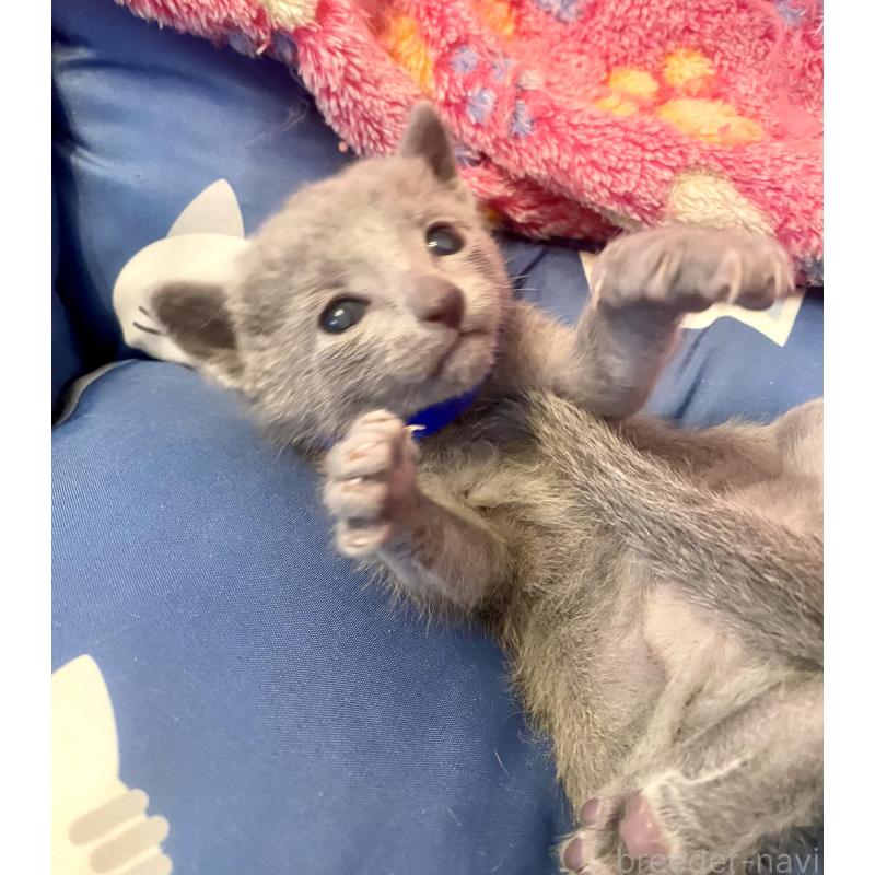 販売中の東京都のロシアンブルー-136803の10枚目