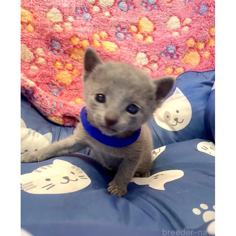 販売中の東京都のロシアンブルー-136803の8枚目