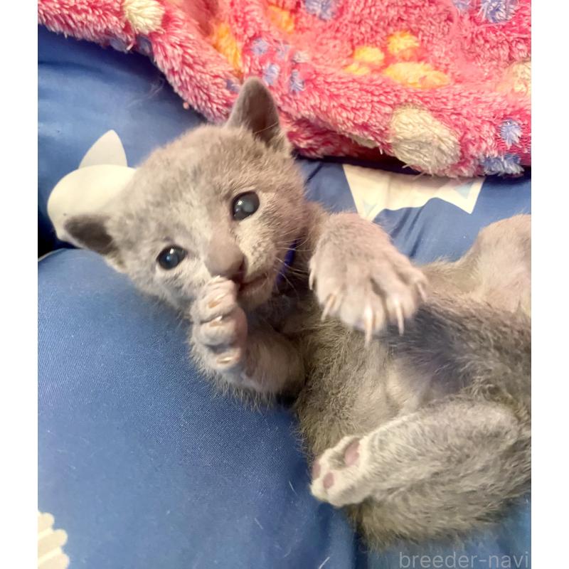 販売中の東京都のロシアンブルー-136803の7枚目