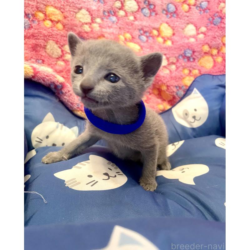 販売中の東京都のロシアンブルー-136803の6枚目