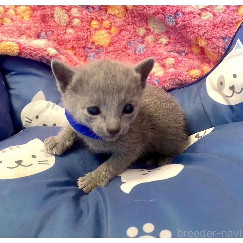 販売中の東京都のロシアンブルー-136803の5枚目