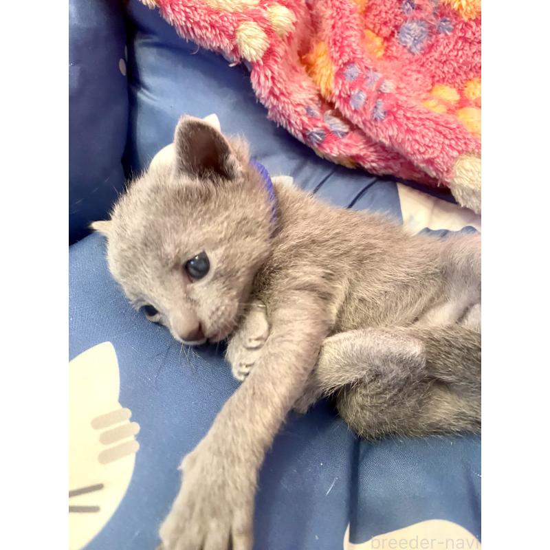 販売中の東京都のロシアンブルー-136803の4枚目