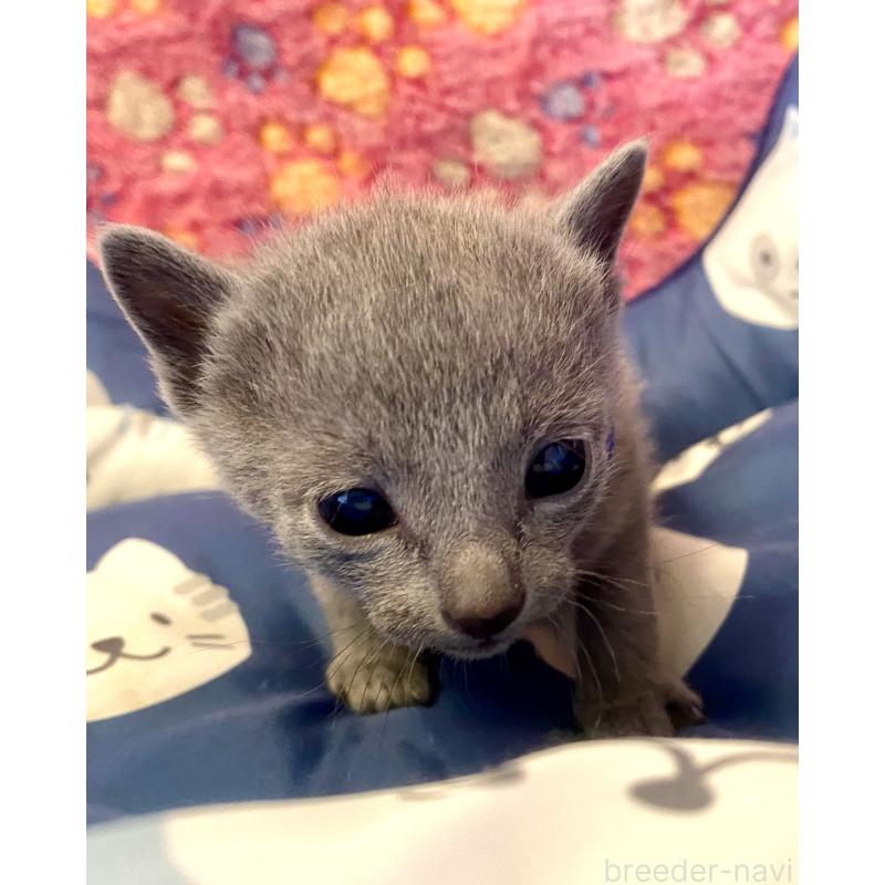 販売中の東京都のロシアンブルー-136803の3枚目