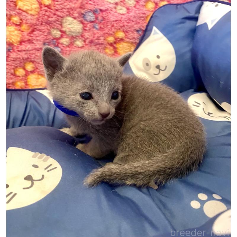 販売中の東京都のロシアンブルー-136803の2枚目