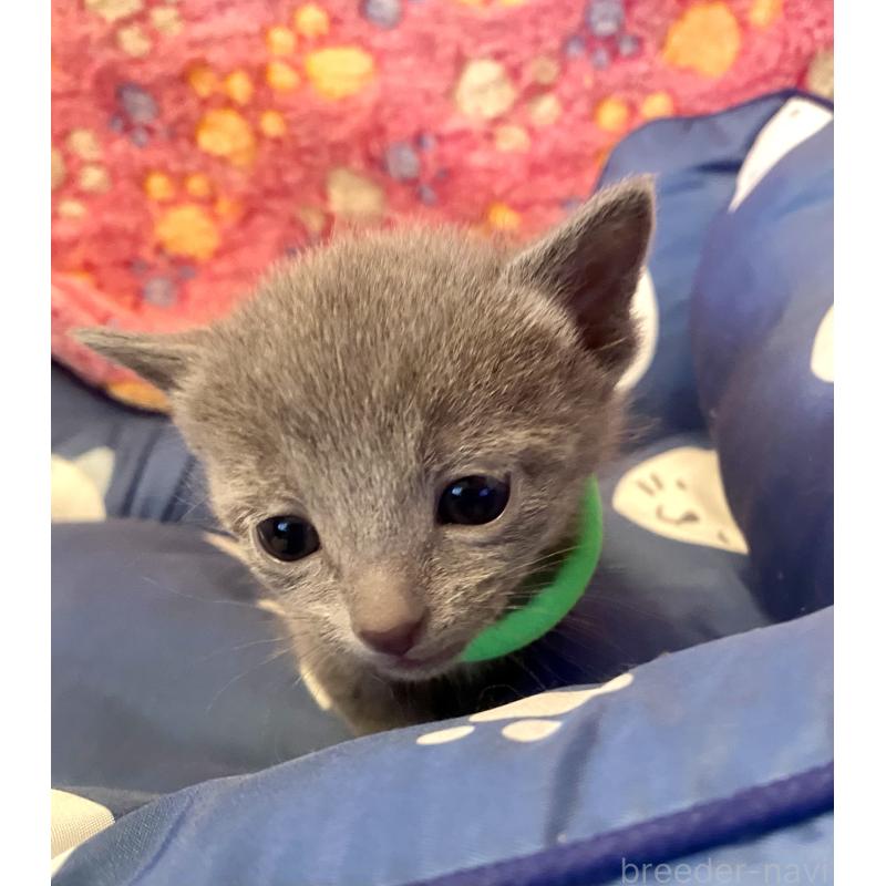 販売中の東京都のロシアンブルー-136804