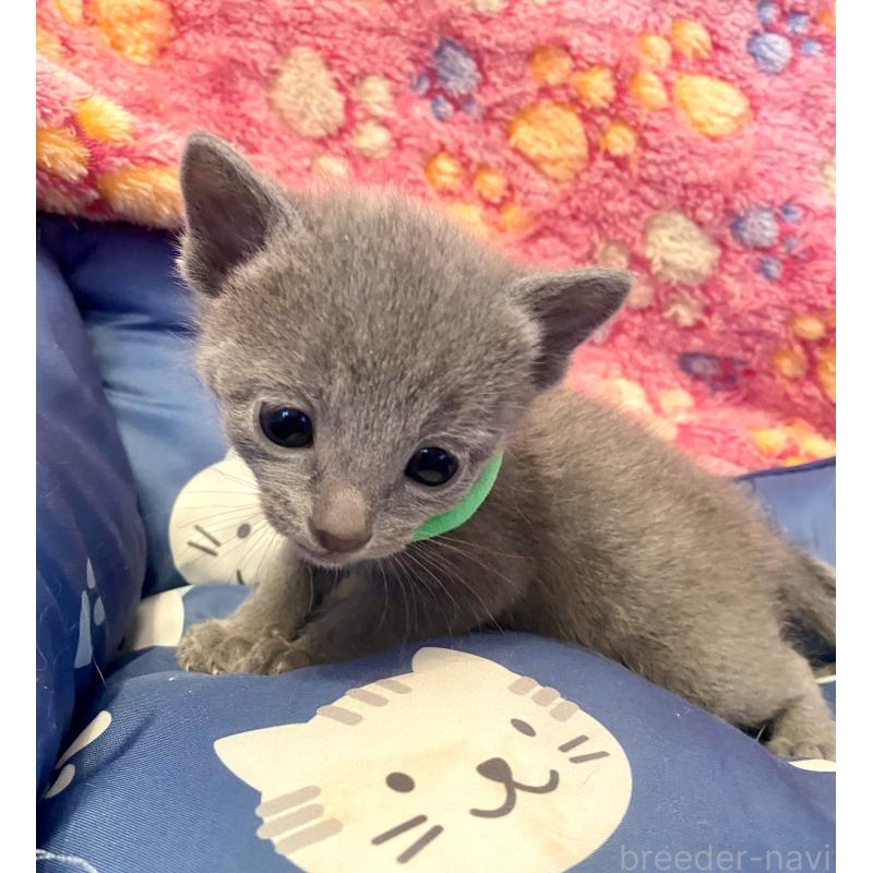 販売中の東京都のロシアンブルー-136804の14枚目