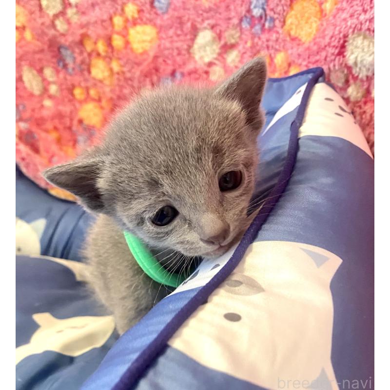 販売中の東京都のロシアンブルー-136804の11枚目