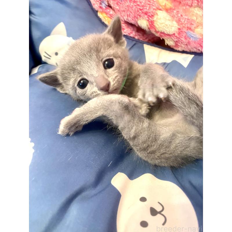 販売中の東京都のロシアンブルー-136804の10枚目