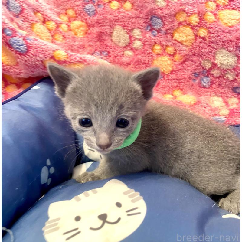 販売中の東京都のロシアンブルー-136804の9枚目