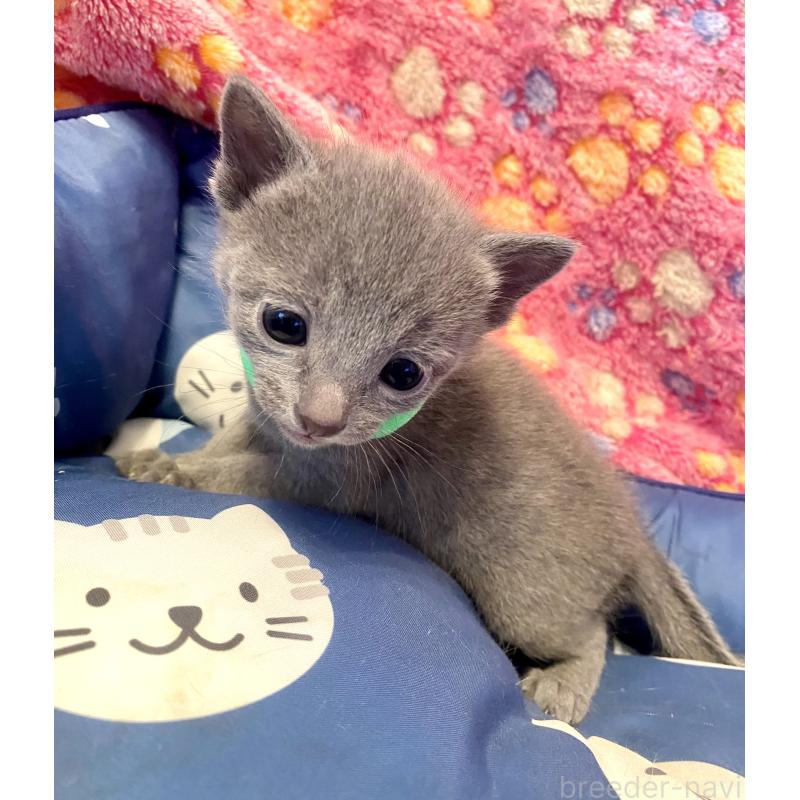 販売中の東京都のロシアンブルー-136804の8枚目