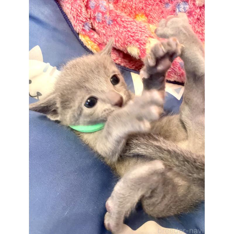 販売中の東京都のロシアンブルー-136804の7枚目