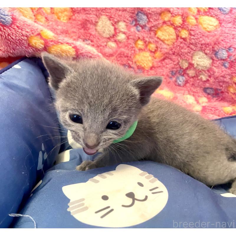 販売中の東京都のロシアンブルー-136804の6枚目