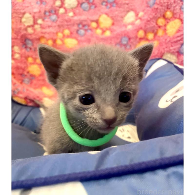 販売中の東京都のロシアンブルー-136804の2枚目