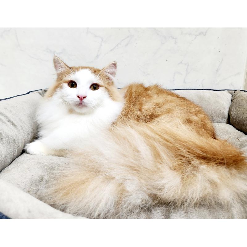 販売中の北海道のノルウェージャンフォレストキャット-136826の6枚目