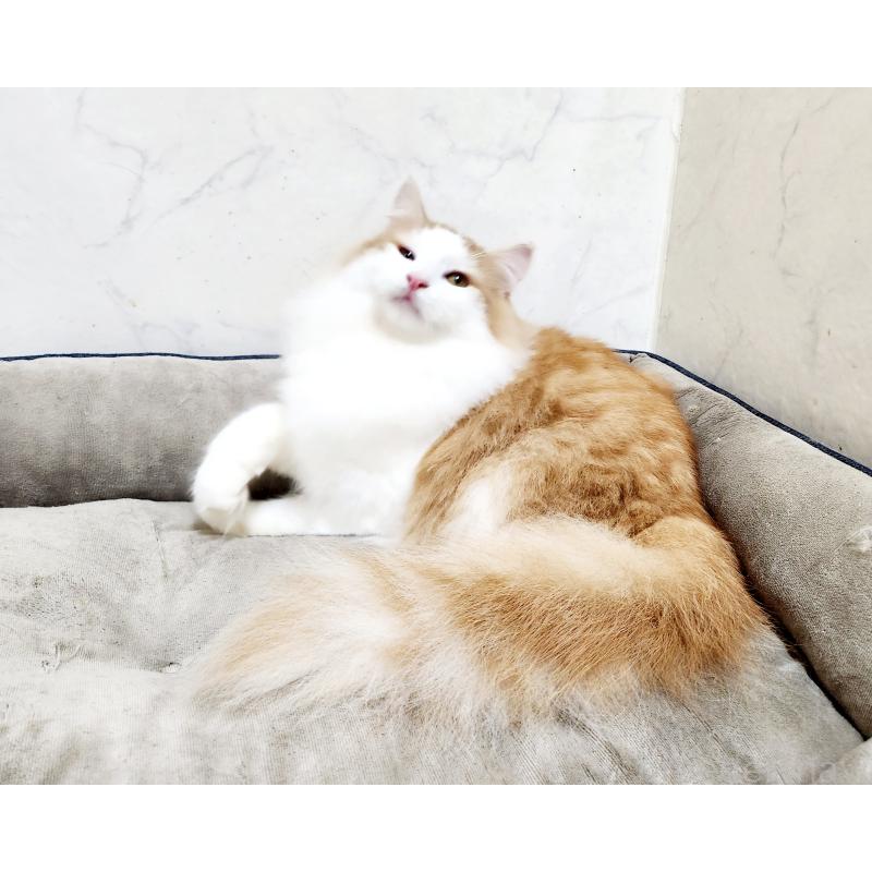 販売中の北海道のノルウェージャンフォレストキャット-136826の5枚目