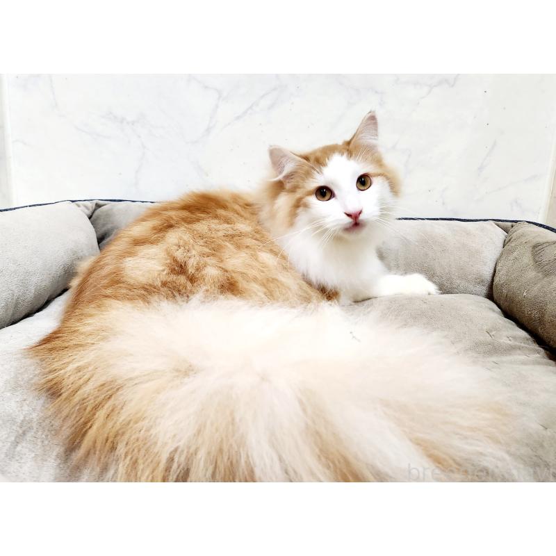 販売中の北海道のノルウェージャンフォレストキャット-136826の4枚目