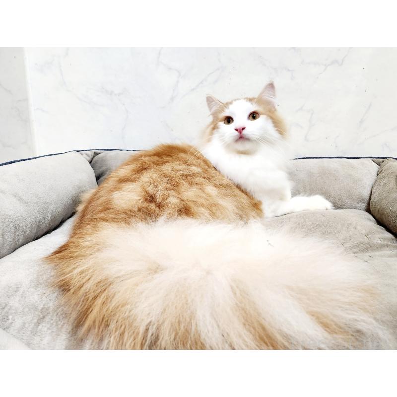 販売中の北海道のノルウェージャンフォレストキャット-136826の3枚目