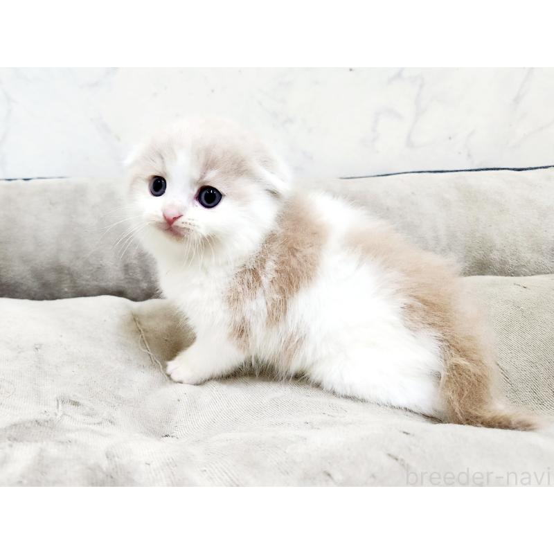 販売中の北海道のスコティッシュフォールド-136827の6枚目