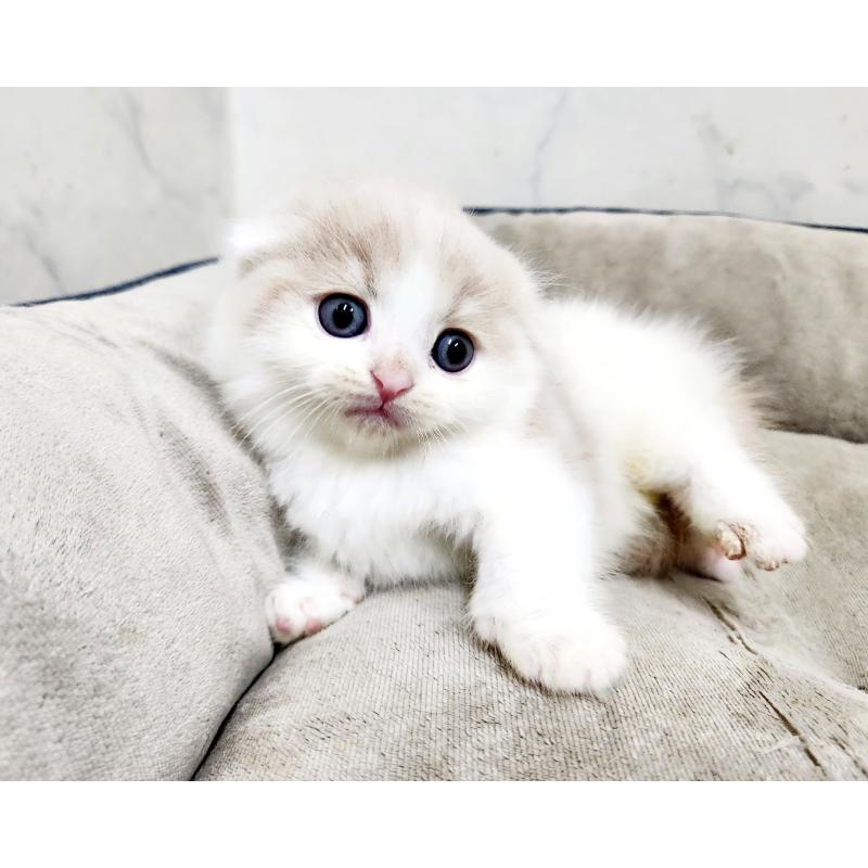 販売中の北海道のスコティッシュフォールド-136827の5枚目