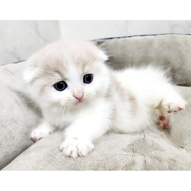 販売中の北海道のスコティッシュフォールド-136827の3枚目