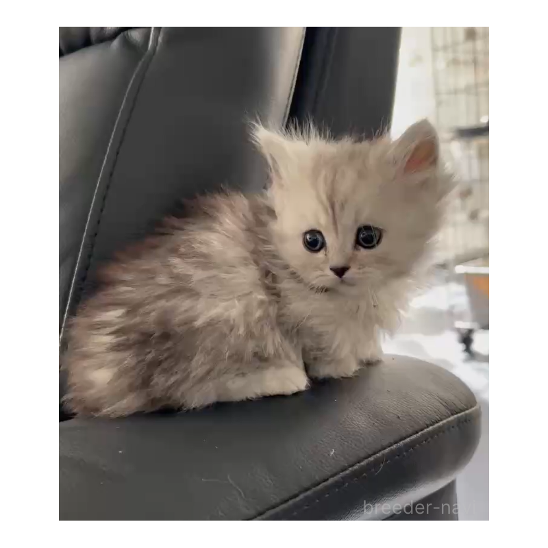 販売中の群馬県のミヌエット(短足)-136828の3枚目