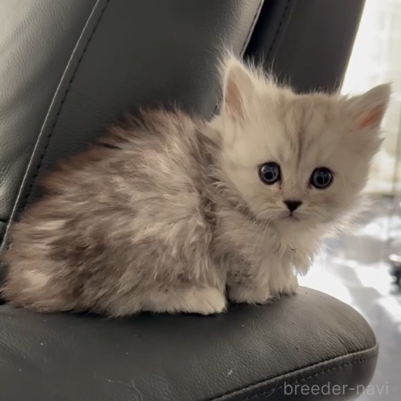 販売中の群馬県のミヌエット(短足)-136828の2枚目