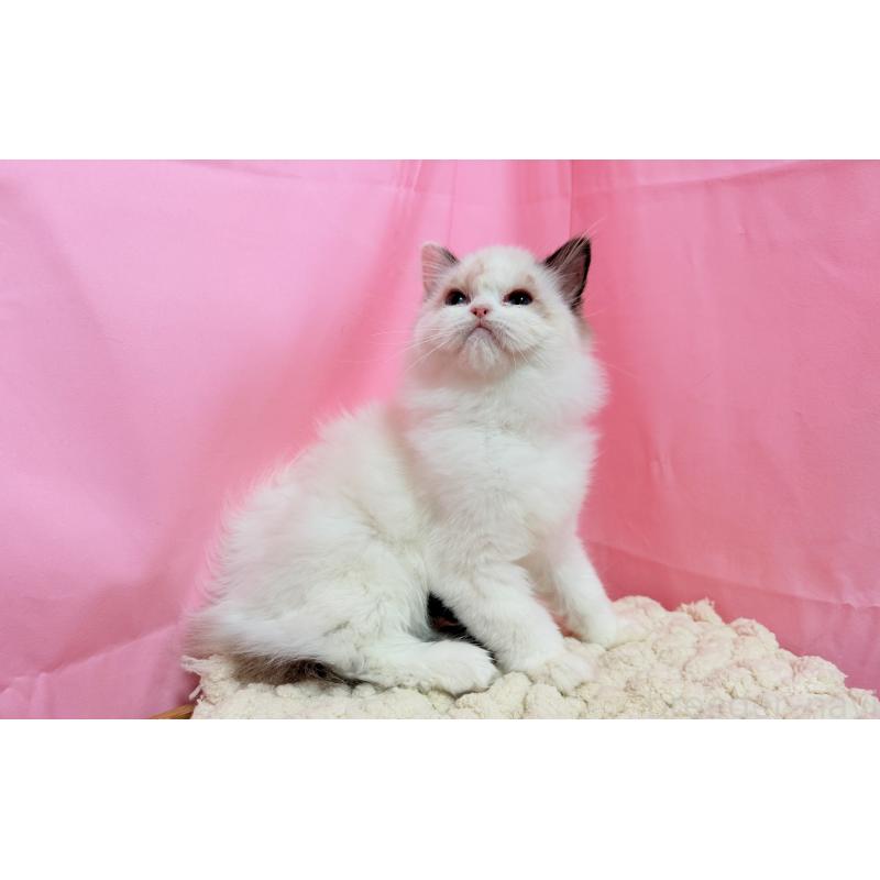 販売中の東京都のラグドール-136829の4枚目